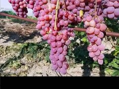 Butasi de vita de vie de anul 3