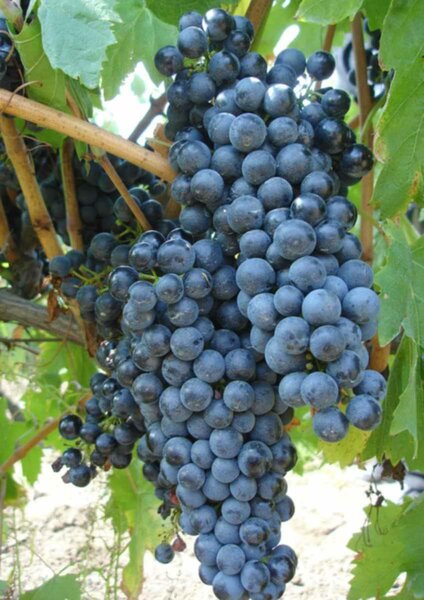 Butasi de vita de vie de anul 3