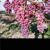 Butasi de vita de vie de anul 3